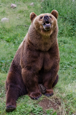 Brown Bear