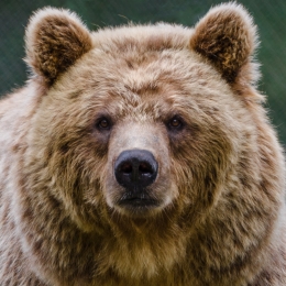 Brown Bear