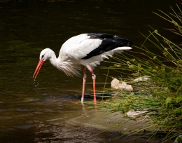 Stork