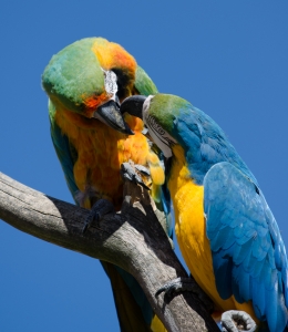 Macaw