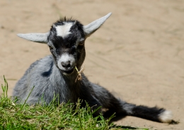 Dwarf Goat