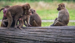 Hamadryas Baboon