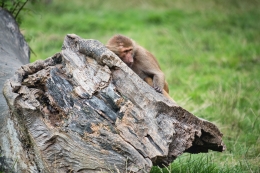 Hamadryas Baboon