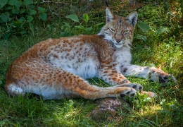 Lynx