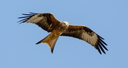 Red Kite