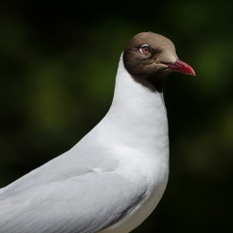 Seagull