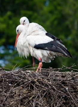 Stork