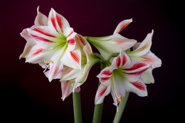 Amaryllis