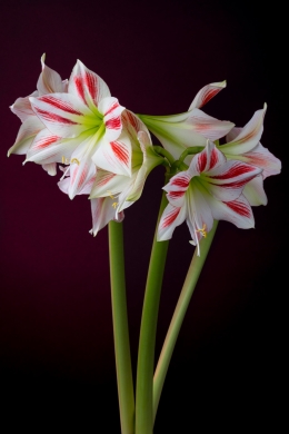 Amaryllis