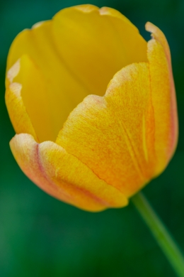 Tulip