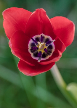 Tulip