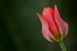 Tulip